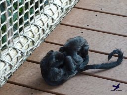 Haus des Meeres 13.03.2026